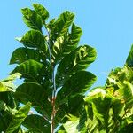 Mosquitoxylum jamaicense Blatt