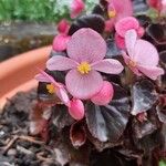 Begonia cucullataFlower