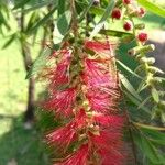 Callistemon citrinusКвітка