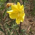 Oenothera elata Blüte