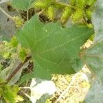 Xanthium strumarium Leaf