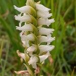 Spiranthes romanzoffiana Flower