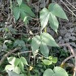Dalechampia stipulacea Hábito