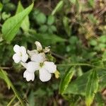 Hesperis matronalis 花