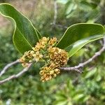 Santalum paniculatum Flor