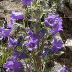 Campanula speciosa Blüte