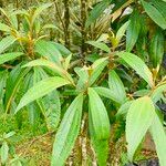 Miconia xalapensis Blad