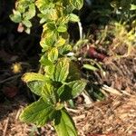 Ceanothus impressus पत्ता