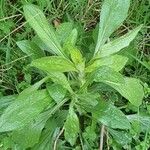 Erigeron sumatrensis Leaf