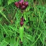 Gentiana purpureaOther