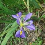 Iris virginica 花