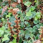 Orobanche hederae Habitat