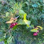 Smilax aspera Leaf