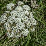 Seseli annuum Blüte