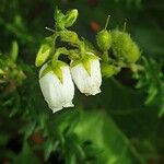 Daboecia cantabrica Flower