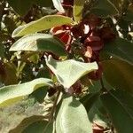 Combretum molle Leaf