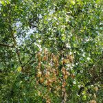 Betula populifolia Foglia