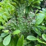 Euphorbia neriifolia Leaf