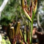 Orthrosanthus multiflorus Other