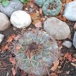 Echinocactus horizonthalonius List