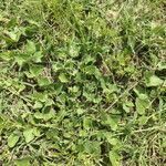 Matelea biflora Hábito