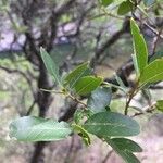 Quercus engelmannii Leaf