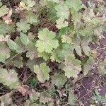 Geranium ibericum Frunză