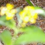 Bunchosia nitida Συνήθη χαρακτηριστικά