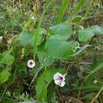 Ipomoea pandurata Hoja