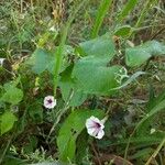 Ipomoea pandurata Fuelha