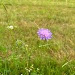 Knautia arvernensis Floare