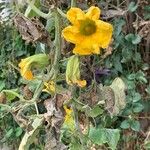 Cucurbita maximaBlüte