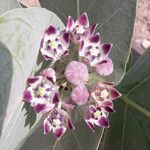 Calotropis proceraFloro