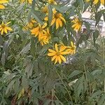 Rudbeckia laciniata Alkat (teljes növény)