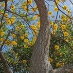 Handroanthus chrysanthus Bark