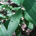 Persicaria mitis Frunză