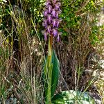 Himantoglossum robertianumΣυνήθη χαρακτηριστικά