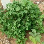 Gossypium herbaceum Лист