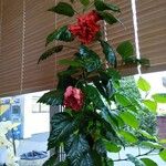 Hibiscus fragilis 整株植物