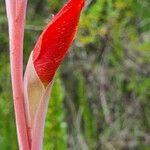 Gladiolus watsonioides Blüte