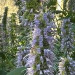 Agastache rugosa Flower