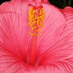 Hibiscus fragilis Květ