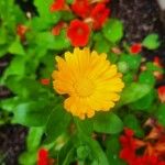 Calendula stellataКветка