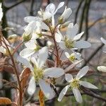 Amelanchier × lamarckii Kwiat