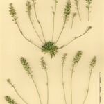 Teesdalia coronopifolia Máis