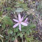 Colchicum alpinum Flower