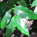 Myrcia deflexa Leaf