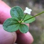 Galium rotundifolium Φύλλο