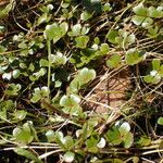 Marsilea strigosa عادت داشتن