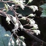 Heuchera micrantha फल